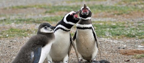 nearby-emabaleni-guest-house-sanccob nearby-emabaleni-guest-house-sanccob