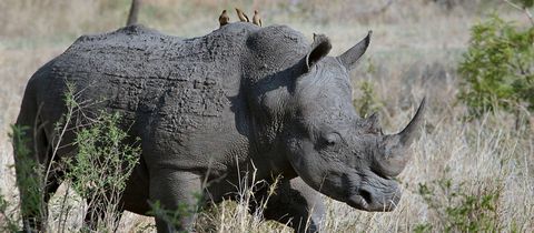 nearby-emabaleni-guest-house-game-reserve nearby-emabaleni-guest-house-game-reserve