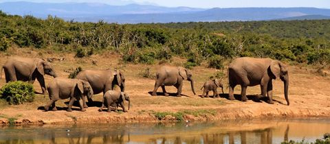 nearby-emabaleni-guest-house-addo-elephant-national-park nearby-emabaleni-guest-house-addo-elephant-national-park